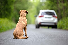 На дорогах, где часто случаются ДТП с животными, поставят дополнительные ограждения