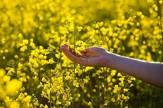 В России могут пострадать качество и урожай рапса