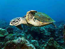 AP: в Танзании 78 человек отравились, поев мяса морской черепахи