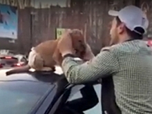 В Воронеже сняли львенка в памперсе на машине и мяукающего мужчину