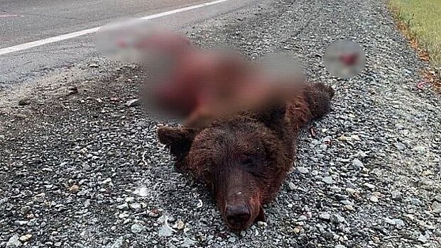 На трассе в Новосибирской области водитель фуры переехал медведя и скрылся