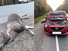 Лося на трассе сбила многодетная семья в Болотнинском районе