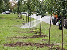 Мэр Саратова поручил приступать к высадке зеленых насаждений с наступлением хорошей погоды