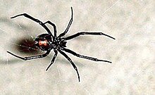 В татарстанских лесах обнаружили опасных для человека пауков семейства "черная вдова"