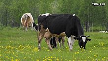 Свежее молоко и мясо: в Ноябрьском сельхозкомплексе 400 голов крупного рогатого скота. ВИДЕО