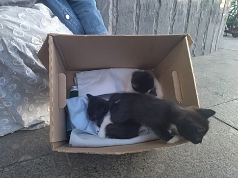 В Щукине троим котятам ищут новый дом