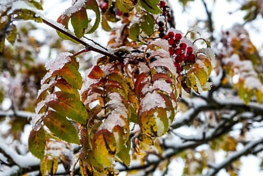 Теплая зима в Москве может привести к набуханию почек на деревьях