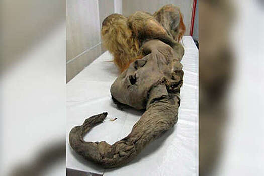 Биологи выяснили, что мумифицированный мамонтенок Юка был не самкой, а самцом
