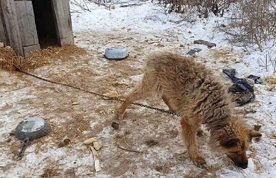 В Свердловской области зоозащитники обнаружили концлагерь для собак