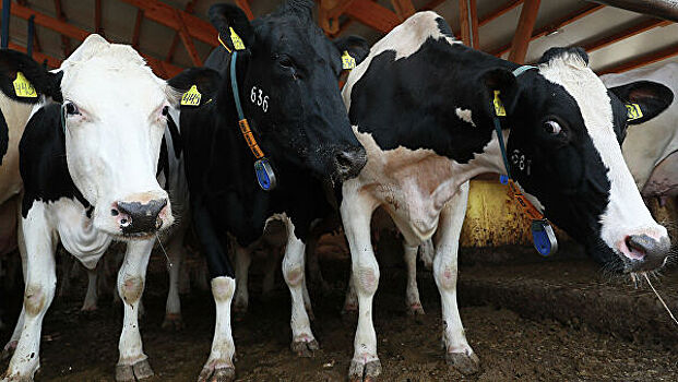 Власти Тюменской области поддержат инвестпроект развития животноводства