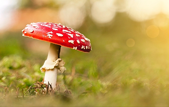 Кинологи посоветовали собаководам не допускать питомцев к грибам