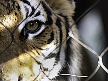 Эксперт Хаминский: Владельцев диких питомцев в домах будут строго наказывать