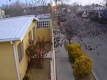 Несколько сотен дроздов одновременно рухнули на землю в Мексике