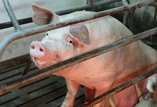 В Омске отменили карантин из-за вспышки африканской чумы свиней