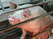 В Омске отменили карантин из-за вспышки африканской чумы свиней