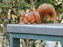 Семья осталась без дома из-за любопытной белки