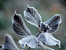 Спасатели предупредили о заморозках в Карелии