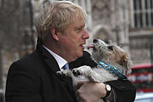 Daily Mail: Джонсон консультировался с ведущими учеными Британии по поводу здоровья своей собаки