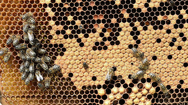 Совфед одобрил закон о пчеловодстве