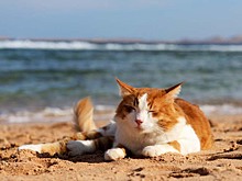 Найди кота: живые и бронзовые мурлыки Прикаспия