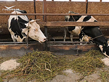 Фермеры из Шенталинского района развивают хозяйство благодаря господдержке