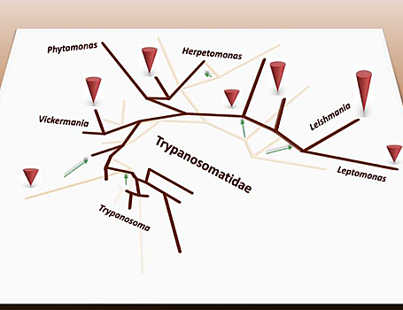 Изучено филогенетическое дерево трипаносоматид