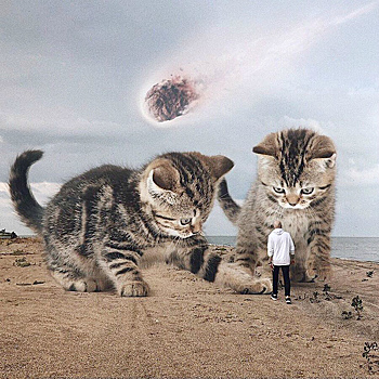 Инстаграм дня: Рекламщик из России и его гигантские коты