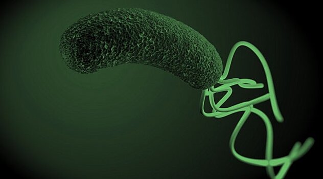 Как бактерии Helicobacter pylori вызывают гастрит у человека?