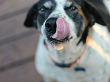 В Самарской области обновили перечень запрещенных мест для кормления бездомных животных