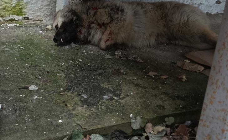 Курский губернатор поручил проверить ситуацию с убийством собаки в Золотухинском районе