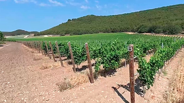 Новый тренд на органические вина поддержали в Крыму