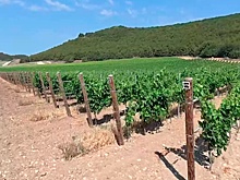 Новый тренд на органические вина поддержали в Крыму