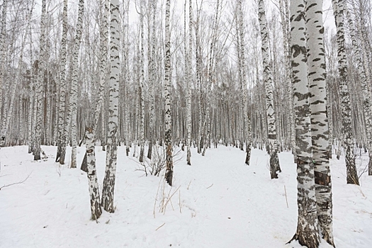 Власти Екатеринбурга приняли судьбоносное решение: застройка в Березовой роще запрещена