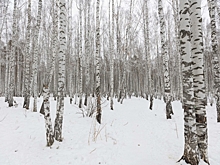 Власти Екатеринбурга приняли судьбоносное решение: застройка в Березовой роще запрещена