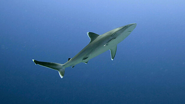 Греческие рыбаки выловили семиметровую акулу