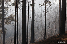 Губернатор Куйвашев дал установки по тушению пожаров в свердловских лесах