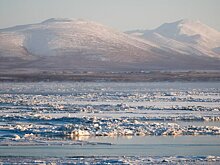 Власти Чукотки расторгли соглашение с Всемирным фондом дикой природы