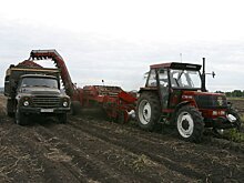 Что помешало собрать рекордный урожай картофеля на Алтае