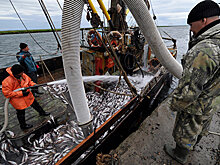 СМИ: в России рыбу покупать опасно и дорого