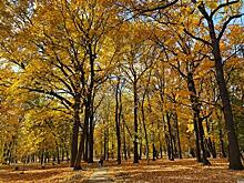 Самарская область передаст 300 тыс. саженцев сосны на восстановление лесов Донбасса