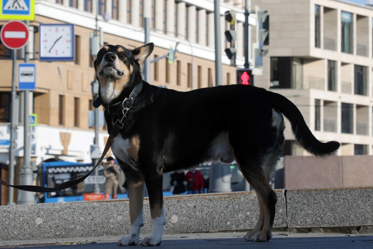 Заксобрание Петербурга поддержало законопроект, ограничивающий выгул собак крупных пород