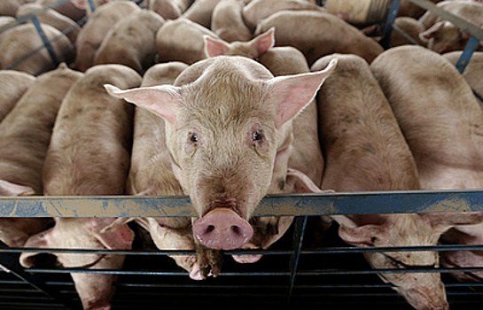 Появится ли европейская свинина на российском рынке