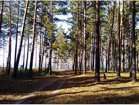 Статус природного парка получил Караканский бор в Новосибирской области