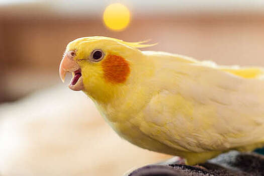 В Германии попугай сдал полиции хозяина, который сел за руль под наркотиками