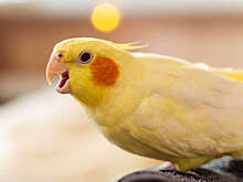 В Германии попугай сдал полиции хозяина, который сел за руль под наркотиками