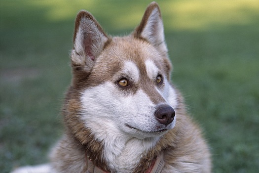 Ветврач Шеляков предупредил россиян об опасностях для их питомцев весной