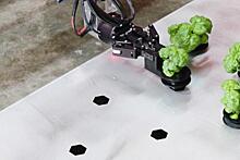 Роботы научились выращивать овощи