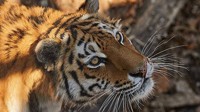 Спасенную Московским зоопарком тигрицу доставили в зоосад Великого Устюга