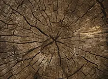 В Самарской области пресекли незаконную вырубку деревьев