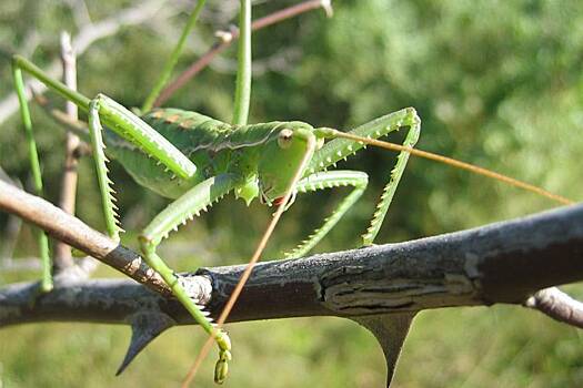 Rare giant locusts hit Orenburg region